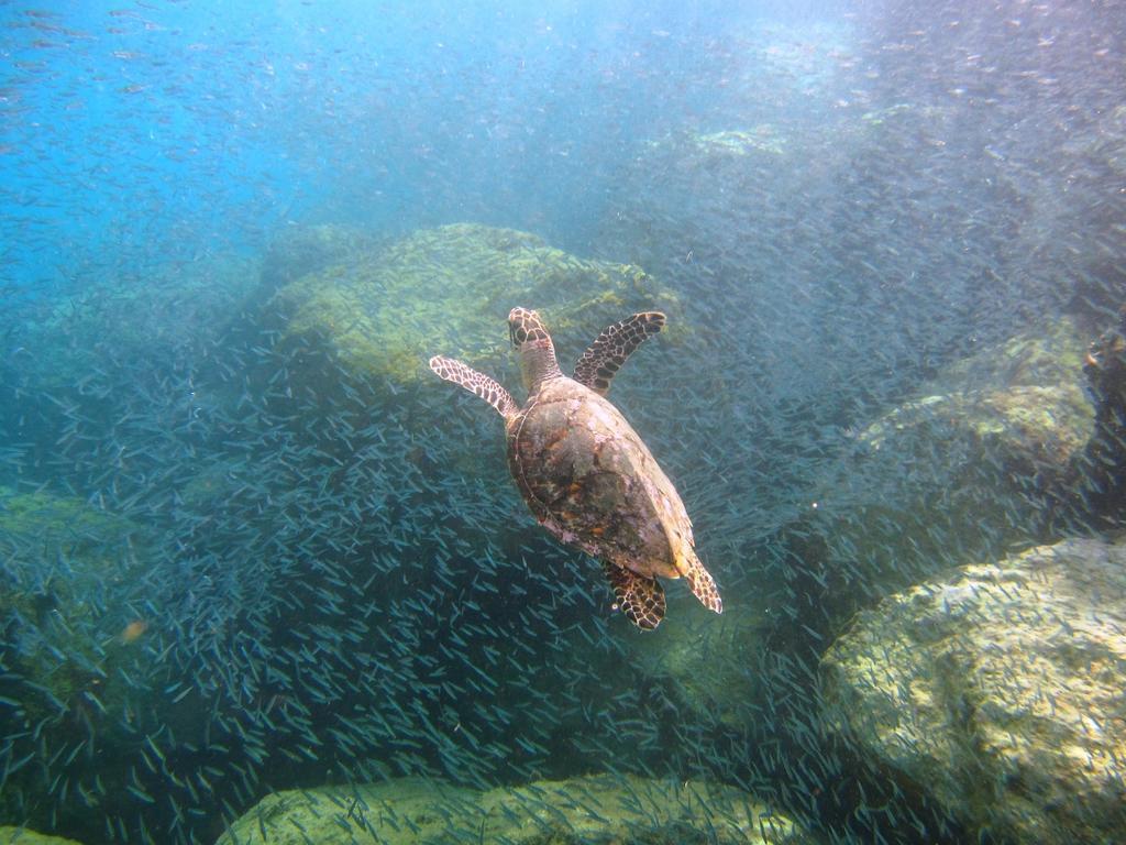 Tamarind Reef Resort Spa & Marina Christiansted Luaran gambar